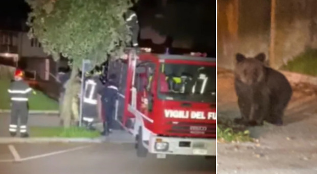 L'orsetto catturato dai vigili del fuoco a Gorizia (Video diffuso da Il Goriziano, foto diffuse sui social da Effeparty Fabio)