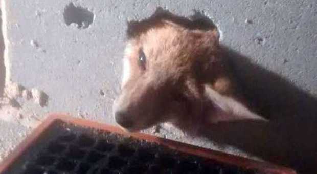 Il cucciolo di volpe incastrato nel muro (Metro)