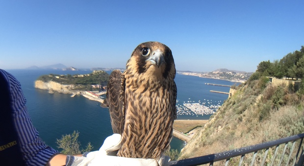 Napoli, Giulia è libera: il volo del falco dal Parco Virgiliano