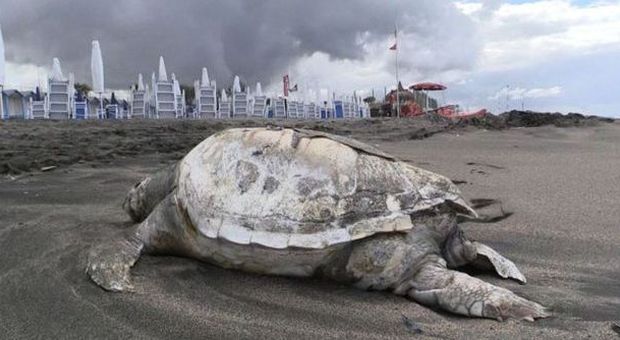 Ostia, tartaruga morta trovata sulla spiaggia