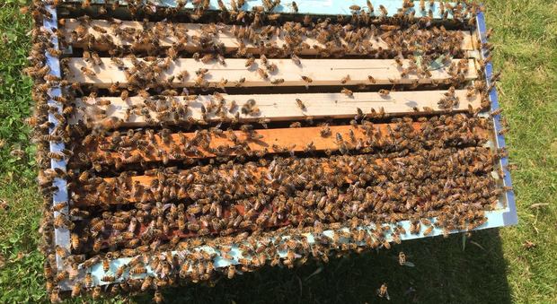 Le api recuperate oggi nel parco della villa