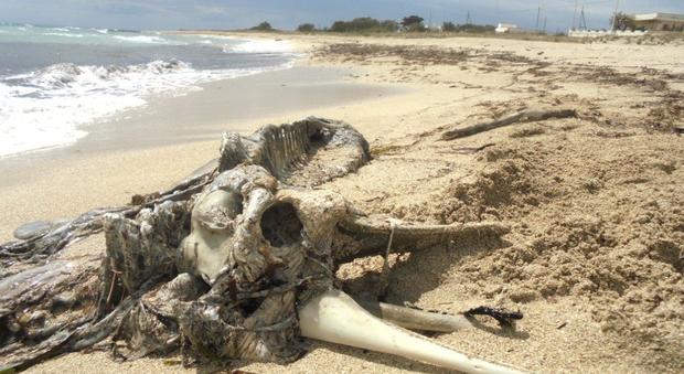 La strana carcassa sul litorale