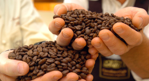 Il caffè a rischio estinzione: il 60% delle specie selvatiche attaccate da funghi patogeni