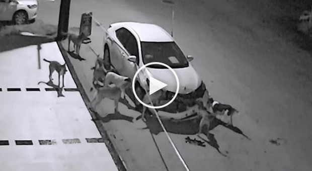 Cani rabbiosi distruggono l'auto parcheggiata. "Credevo fossero ladri": 1.500 euro di danni