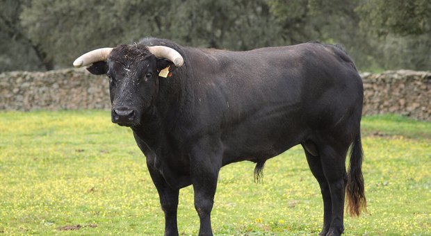 Il toro si infuria e incorna l'allevatore: il 50enne è grave