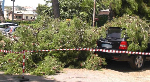 Roma, paura in strada: cadono due alberi davanti alla stazione di Tivoli