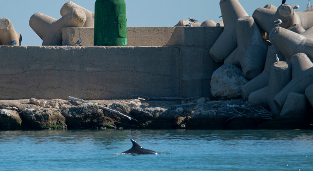 Pescara, due delfini nel porto: che spettacolo per i presenti
