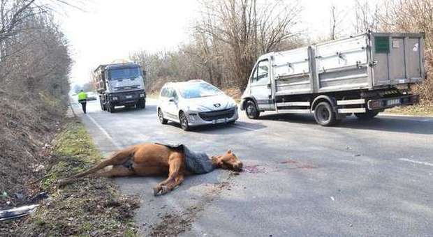 Roma, cavallo scappa in strada: investito e ucciso da un camion