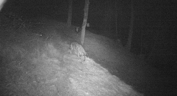 Il lupo avvistato a Chied d'Alpago dalle fototrappole
