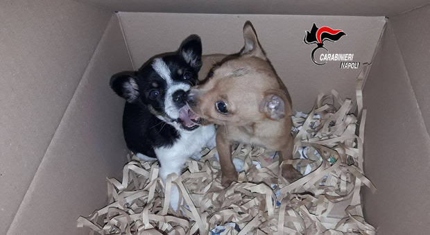 Napoli centrale, vende cuccioli malati spacciandoli per chihuahua