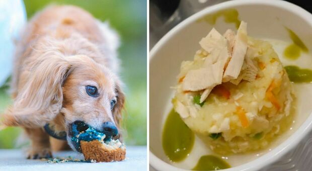 «Cani dovrebbero mangiare bene come gli umani»: a Roma il ristorante di alta cucina per gli amici a quattro zampe