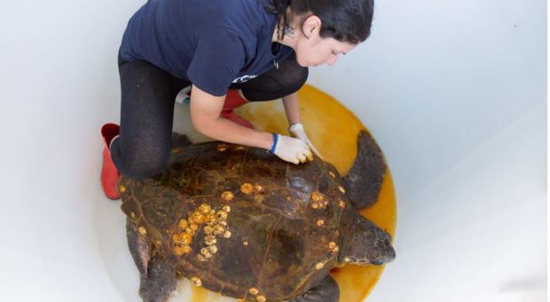 Tartaruga Caretta Caretta imprigionata dalla plastica: salvata nello stretto di Messina