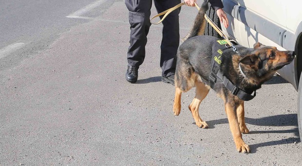 Civitavecchia, 44enne in manette per spaccio: arrestato grazie a “Condor”, il cane antidroga