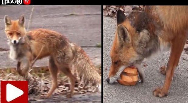La volpe di Chernobyl e il panino: ecco come vivono gli animali dopo il disastro nucleare