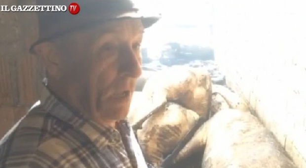 Grosso incendio devasta una stalla: tredici vacche morte tra le fiamme