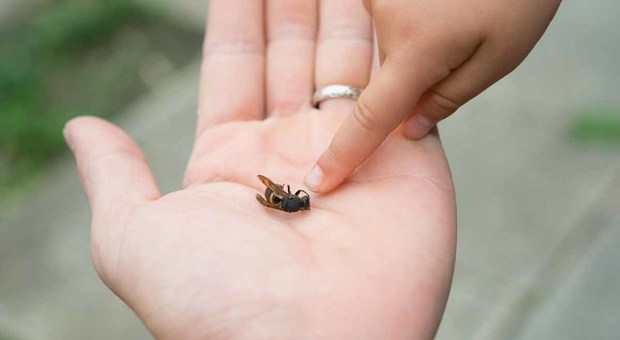 Muoiono dopo le punture di un'ape e di una vespa: due vittime di choc anafilattico