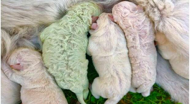 Nasce cucciolo di Labrador verde, sorpresa nella cucciolata: ecco perché Pistacchio è di questo colore