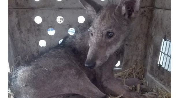 Il cucciolo sta meglio: è il primo lupo "domestico" in Puglia