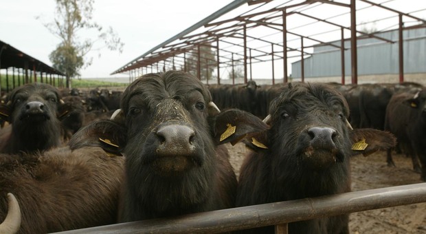 Un allevamento di bufale