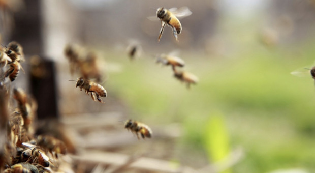 Puntura di vespa mentre coltiva l'orto: muore a 60 anni