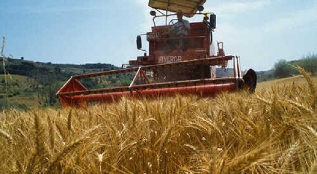 Fitofarmaci, lo stop Ue penalizza il made in Italy: ecco i rischi per l'agricoltura nel nostro Paese