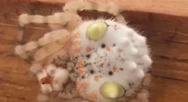Una strana specie di ragno simile a un pezzettino di sushi fa impazzire il web