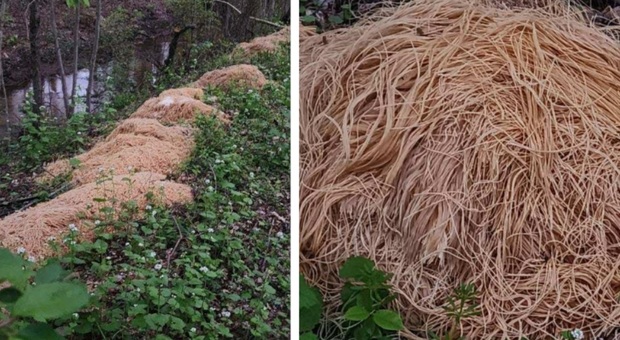 Il mistero della pasta cotta abbandonata nel bosco: centinaia di chili abbandonati lungo il ruscello