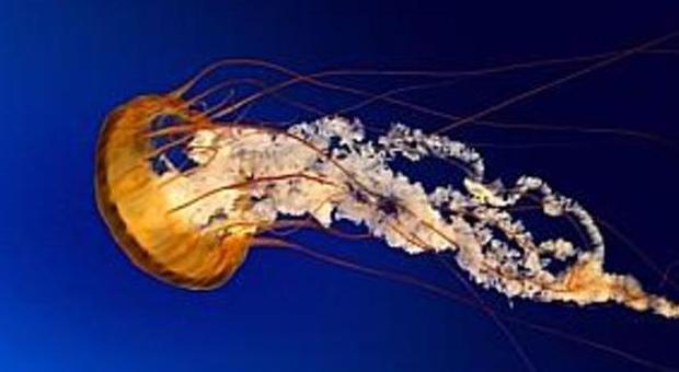 Senigallia, meduse giganti in acqua Liquido urticante nell'occhio di un bimbo