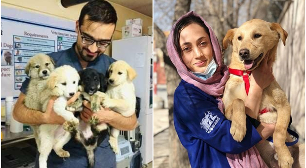 Afghanistan, le truppe britanniche salvano 170 tra cani e gatti: «E ora troveranno una famiglia»