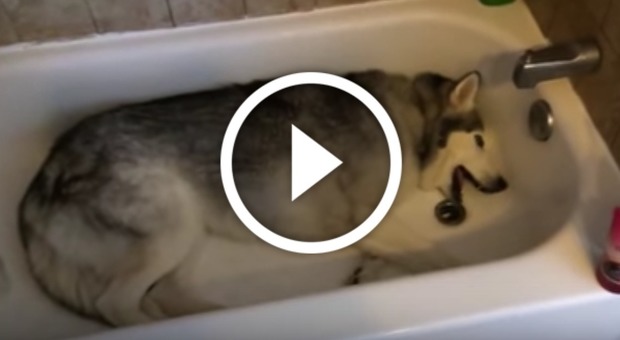Il pianto dell'Husky nella vasca (Youtube)