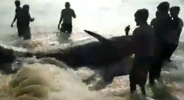 Balene arenate sulla spiaggia, i residenti sfidano il coprifuoco anti Covid e ne salvano 120
