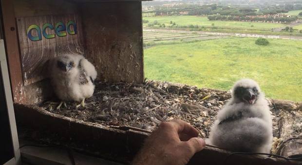 Roma, inanellati tre falchetti: una webcam nel nido per seguire la crescita