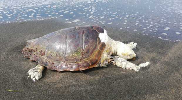 Tartaruga “Caretta caretta” trovata morta sulla spiaggia di Montalto, la seconda in poche settimane