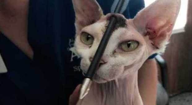 Akila, il gatto miracolato: lo trovano con una freccia in testa, ma sopravvive