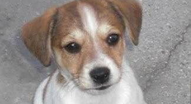 Arrivano 20 cuccioli di Beagle. Blitz degli animalisti al centro sperimentale Aptuit di Verona