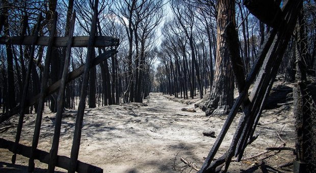 Incendi, 2017 da record: in sette mesi bruciati più di 74mila ettari di bosco