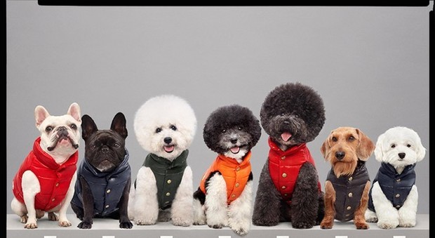 Cani caldi e alla moda: da Moncler arriva la nuova collezione per Fido