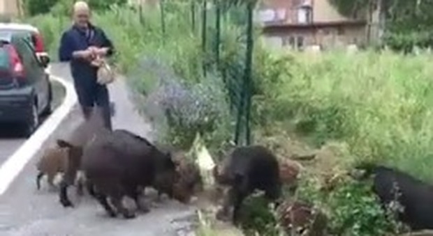 Altro che gattare, a Roma ora i cittadini danno da mangiare ai cinghiali per strada Video