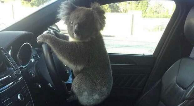 Koala al volante dell'auto. L'incredibile episodio fa il giro del mondo (Immag pubbl da SAFM Adelaide di Nadia Tugwell sui social)