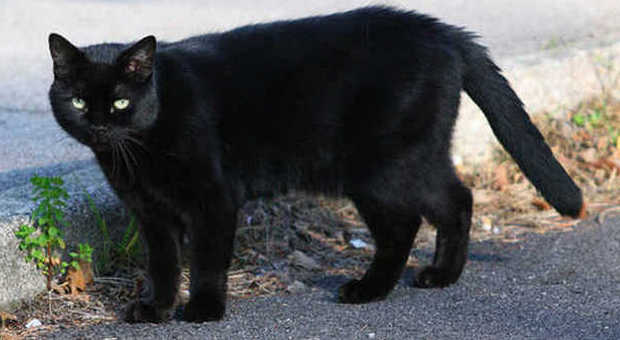 Altro che gatti neri e ferri di cavallo: ecco le superstizioni più strane del mondo