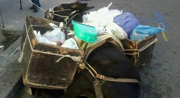 Palermo, asino utilizzato per il trasporto dei rifiuti stramazza a terra: insorgono gli animalisti