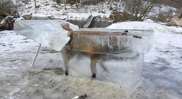 Trappola di ghiaccio: volpe imprigionata nelle acque del Danubio