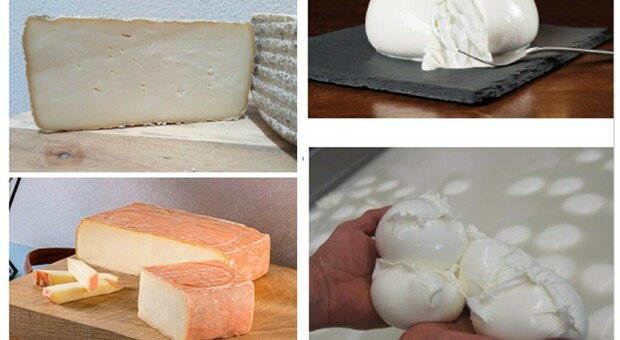 Italian Cheese Awards 2023, i 33 migliori formaggi d'Italia si sfidano sul palco della Mole di Ancona