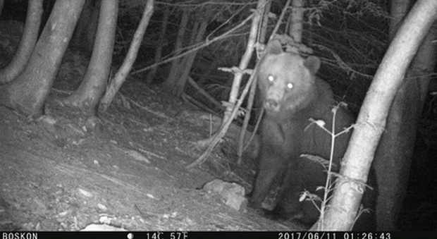 L'orso Elisio in una immagine notturna ripresa da una fototrappola (foto pubblicata Ansa)