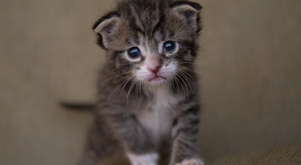 Gli Usa dicono basta alla "mattanza dei gattini": niente più test sui mici contro la toxoplasmosi