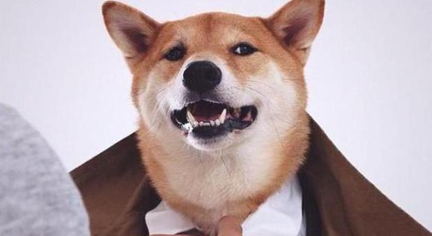 Bodhi, il cane modello che guadagna 10mila dollari al mese grazie a Instagram