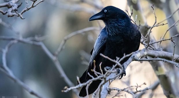 Santa Lucia di Piave. Cattura i corvi su ordine della Provincia: picchioato da un ambientalista (Photo by Amarnath Tade on Unsplash)