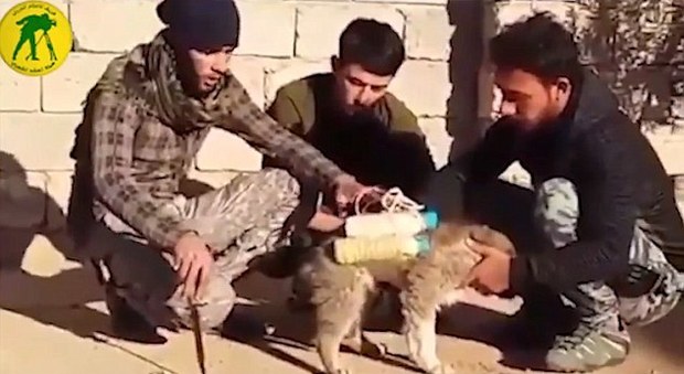 Isis, cani muniti di esplosivo contro le truppe nemiche