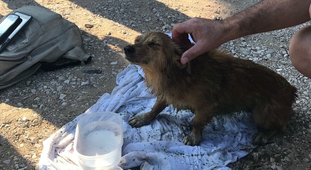 Cane cade nella vasca piena d'acqua, salvato dopo tre giorni dai pompieri: era in iportemia