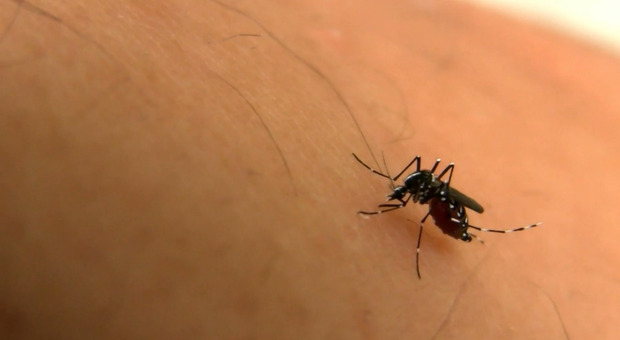 Dengue: test, sintomi, diagnosi e nuovi vaccini 2024